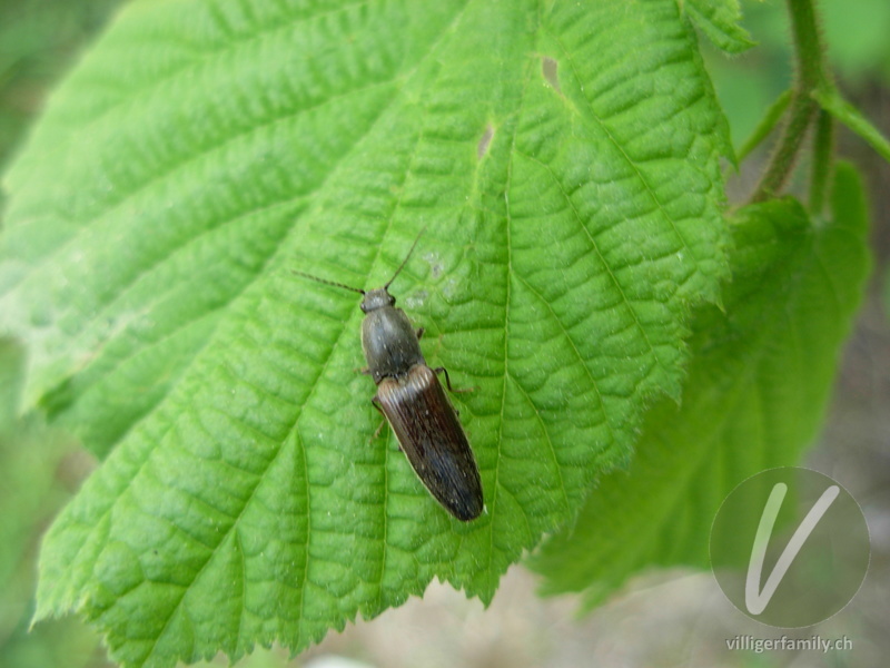 Rotbauchiger Laubschnellkäfer: Übersicht